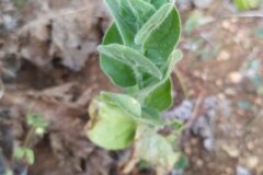 Kickxia spuria integrifolia_Merce Vallicrosa CC BY-NC