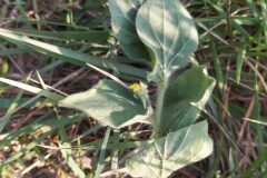 Kickxia spuria integrifolia_Merce Vallicrosa CC BY-NC