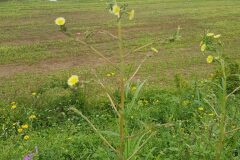 Lactuca serriola_Roger Vila CC BY-NC