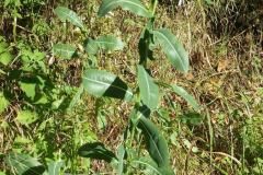 Lactuca virosa_Pere Barnola CC BY-SA