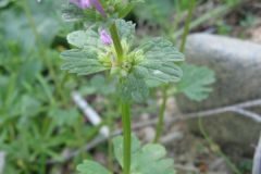 Lamium amplexicaule_Jordi Puyuelo