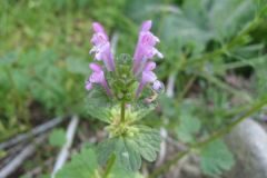 Lamium amplexicaule_Jordi Puyuelo