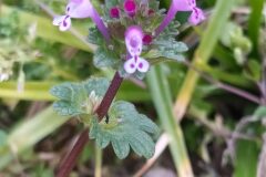 Lamium amplexicaule_Merce Vallicrosa CC BY-NC