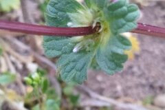 Lamium amplexicaule_Merce Vallicrosa CC BY-NC