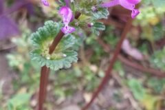 Lamium amplexicaule_Merce Vallicrosa CC BY-NC