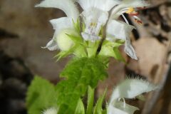 Lamium flexuosum_Anna Llandrich