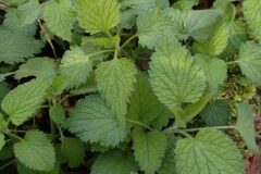 Lamium flexuosum_Jaume Marti CC BY-NC