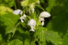 Lamium flexuosum_Merce Vallicrosa CC BY-NC