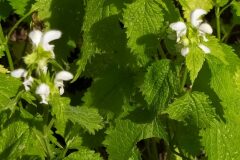 Lamium flexuosum_Merce Vallicrosa CC BY-NC