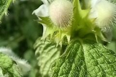 Lamium flexuosum_Neus Julia 