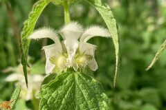 Lamium flexuosum_Neus Julia 