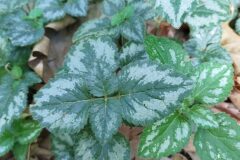 Lamium galeobdolon subsp. argentatum_Marta Sanromà_CC BY-NC