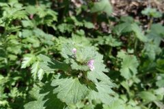 Lamium hybridum_Jaume Marti CC BY-NC