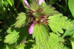 Lamium hybridum_Jaume Marti CC BY-NC