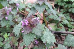 Lamium hybridum_Marc Rovira CC BY-NC