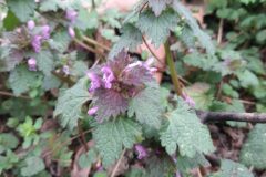 Lamium hybridum_Marc Rovira CC BY-NC