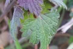 Lamium hybridum_Merce Vallicrosa CC BY-NC