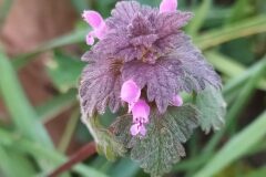 Lamium hybridum_Merce Vallicrosa CC BY-NC