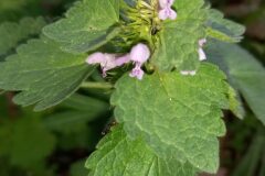 Lamium hybridum_Neus Julia CC BY-SA