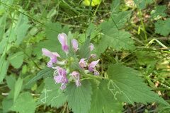 Lamium maculatum_Begona Travy CC BY-NC
