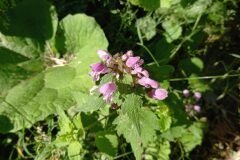 Lamium maculatum_Jaume Marti CC BY-NC