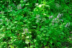 Lamium maculatum_Joaquim Reberte