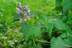 Lamium maculatum_Joaquim Reberte