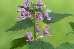Lamium maculatum_Joaquim Reberte