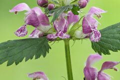 Lamium maculatum_Joaquim Reberte
