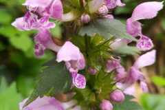 Lamium maculatum_Merce Vallicrosa CC BY-NC