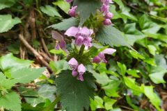 Lamium maculatum_Merce Vallicrosa CC BY-NC