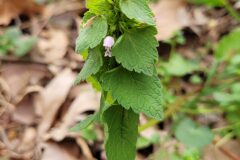 Lamium purpureum_Jordi Bassols CC BY-NC