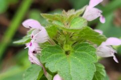 Lamium purpureum_Jordi Bassols CC BY-NC