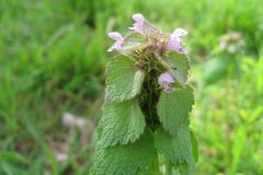 Lamium purpureum_Jordi Puyuelo