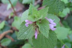 Lamium purpureum_Jordi Puyuelo
