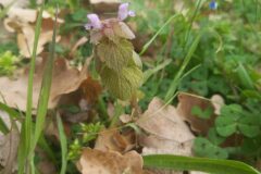 Lamium purpureum_Katarzyna Zarnowiec CC BY-SA