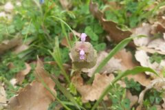 Lamium purpureum_Katarzyna Zarnowiec CC BY-SA