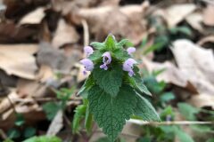Lamium purpureum_Marc Rovira CC BY-NC