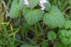 Lamium purpureum_Merce Vallicrosa CC BY-NC