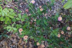 Lantana camara_Katarzyna Zarnowiec CC BY-SA