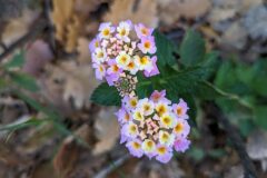 Lantana camara_Katarzyna Zarnowiec CC BY-SA