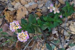Lantana camara_Katarzyna Zarnowiec CC BY-SA