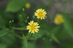 Lapsana communis_Jordi Puyuelo