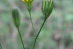 Lapsana communis_Jordi Puyuelo