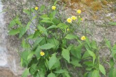 Lapsana communis_Jordi Puyuelo