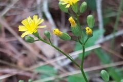 Lapsana communis_Merce Vallicrosa CC BY-NC