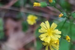 Lapsana communis_Merce Vallicrosa CC BY-NC
