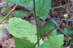 Lapsana communis_Merce Vallicrosa CC BY-NC