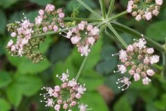 Laserpitium latifolium latifolium_Merce Vallicrosa CC BY-NC
