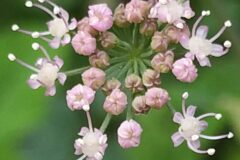 Laserpitium latifolium latifolium_Merce Vallicrosa CC BY-NC